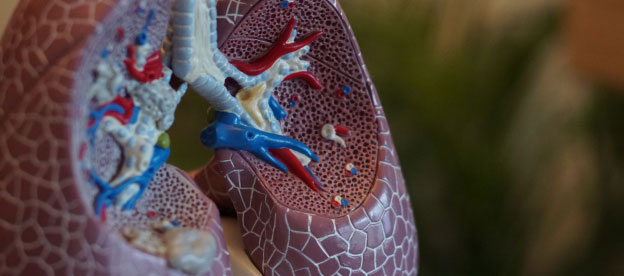 Model of cardio system