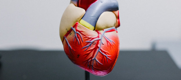 Heart model